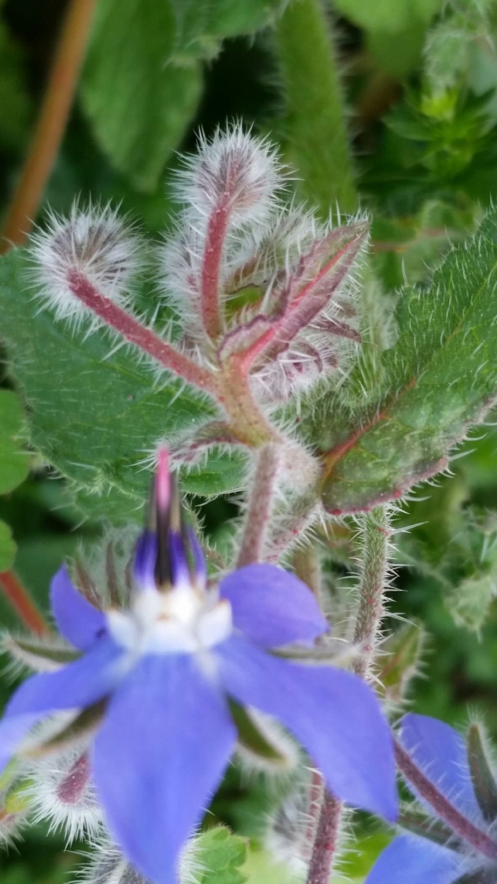 Borago officinalis L. (Boraginaceae)